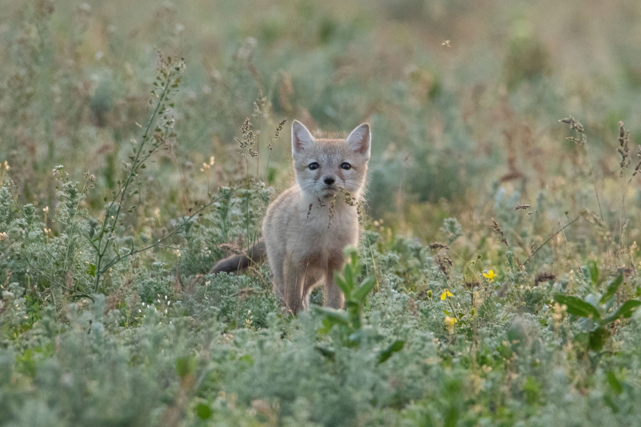 Корсак фото и описание. Степная лисица Корсак. Песчаная лисица Корсак. Степная лисица ареал. Калмыцкий Корсак.